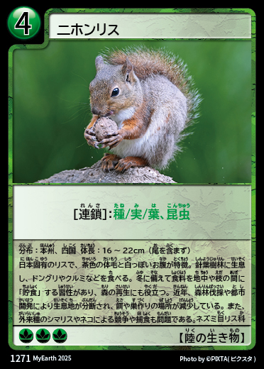 ニホンリス カード