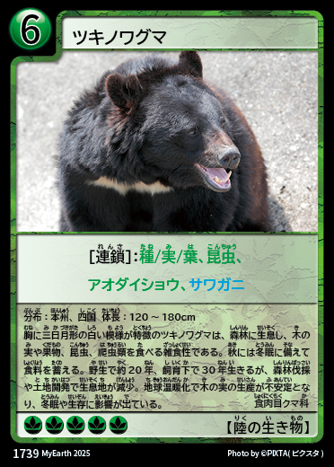 ツキノワグマ カード